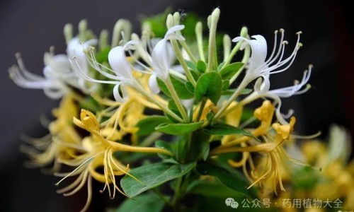 奥美拉唑肠溶胶囊的作用与副作用-奥美拉唑副作用及危害是什么、奥美拉唑肠溶片一次吃几粒 -奥美拉唑?V肠溶片副作用网