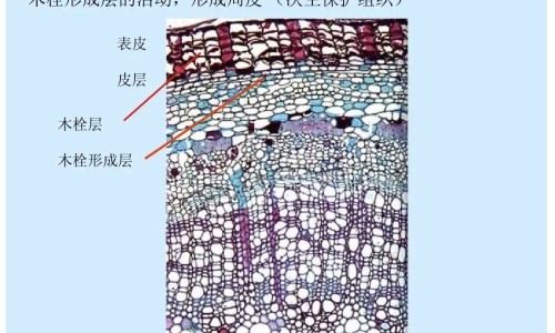 奥美拉唑副作用及危害是什么-奥美拉唑副作用及危害是什么、奥美拉唑肠溶片一次吃几粒 -奥美拉唑?V肠溶片副作用网