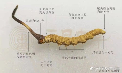 奥美拉唑肠溶片功效-奥美拉唑副作用及危害是什么、奥美拉唑肠溶片一次吃几粒 -奥美拉唑?V肠溶片副作用网